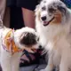 Aicinājums Atvieglot Mājdzīvnieku Ārstēšanas Slogu: Vai Veterinārārsta Rēķins Drīzumā Būs Attaisnotajos Izdevumos?