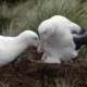 Albatrosi spēj nirēt pārsteidzošā dziļumā, pārspējot iepriekšējos aprēķinus
