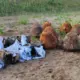 Astoņas Jūras Mīnas Neitralizētas Rīgas Apkārtnē: Brīdinājums par Vēstures Draudiem un NBS Varoņdarbs