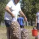 Baltkrievija Atceļ Importa Aizliegumu Eiropas Kartupeļiem, Āboliem un Citiem Dārzeņiem – Kas Aiz Tā Slēpjas?