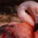 Čehijas iedzīvotāji divās dienās savāc pusmiljonu eiro Ukrainas "Flamingo" raķetes iegādei