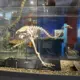 Colossal Biosciences jauns, apšaubāms solījums: moa atdzimšana starp mītiem un realitāti