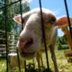 Eiropa Cīnās par Lauku Nākotni: Kā Piesaistīt Jauniešus Zemkopībai?
