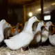 Eiropas Trauksme: H5N1 Putnu gripas Draudi No ASV – Piens un Putni Kā Galvenie Riska Faktori