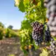Francijas vīna ražošana samazinās rekordaugsta karstuma un ugunsgrēku dēļ