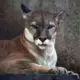 Igaunijas dienvidos manīta puma: Zoologi aicina uz piesardzību, norādot uz agrākām kļūdām un Latvijas saistību