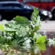 Jāņu Naktī Lielākajā Latvijas Daļā Gaidāms Lietus: Kā Pielāgoties Svētku Mainīgajām Noskaņām?