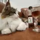 Jaunzēlandē pieejams kaķumētru “vīns” mājdzīvniekiem stresa mazināšanai