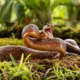 Kāpēc čūskām nav kāju? Gēni un Evolūcijas Mīkla atklāta