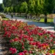 Ķemeru parks vasaras pilnbriedā: tūkstošiem rožu pārvērš vēsturisko dārzu krāšņā oāzē