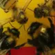Ķīnā radītas kiberbites ar smadzeņu kontroli: Glābēji un spiegi vienā kukainī