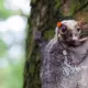Kolugo: ne lido, ne lemurs – bet spēj planēt 100 metrus!