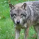 Latvijā sākas jaunā vilku un zeltaino šakāļu medību sezona: līdzsvars starp dabu un cilvēka vajadzībām