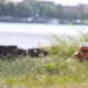 Latvijas Peldvietās Ūdens Sācis Karsēt: Upēs Jau Pat +21 Grāds!