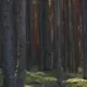 Latvijas Zaļā Zelta Aizstāvība: Kāpēc Mājokļu Apkurei Malkas Ierobežojumi Ir Nepamatoti?