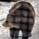 Latvijas mežos vairojas lāči: Kā rīkoties, lai pasargātu sevi?