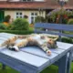 Latviju Pārņem Aizraujoša Svelme: Trešdien Gaidāmi +29°C! Kā Pasargāt Sevi un Tuvo? 