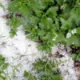Latviju piektdienas vakarā pārsteigs spēcīgs negaiss ar milzu krusu: esiet gatavi!