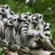 Lemuri maina uzskatus par novecošanu: vai infleimedžings nav neizbēgams?