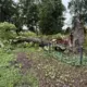 Lietuvas sirmgalvis pakrīt: Vētra iznīcina Salantu dižkastaņu, valsts aizsargājamo dabas mantojumu