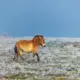 Mātes instinkta brīnums: Poni Elisas sirdsskarstošais gādīgums glābj Prževaļska zirga kumeļu Maratu