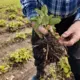 Mazie Kartupeļi un Lielās Bažas: Kā vasaras lietavas draud celt cenas un ietekmēt katru maku
