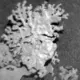 NASA <em>Curiosity</em> atklāj satriecošu Marsa noslēpumu: akmeni, kas atgādina koraļļus