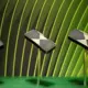 NVIDIA RTX 50 SUPER videokartes varētu iznākt jau šogad, pārsteidzot tirgu