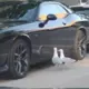 Neiedomājams skats Rīgā: Sudrabkaiju pāris uzbrūk spodram „Dodge Challenger”!