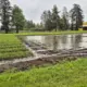 Neļauj lietum iznīcināt nākotnes mežus: "Latvijas Valsts meži" kokaudzētavā "Podiņi" applūduši tūkstošiem stādu