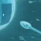 Nīderlandes zinātnieki rada magnētiski vadāmus spermatozoīdus medicīnas revolūcijai