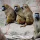 Nirnbergas zoodārzs telpu trūkuma dēļ eitanazē 12 paviānus, sabiedrībā vārās sašutums