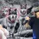 No "AC/DC" rifiem līdz Skārletas Johansones balsij: kā droni glābj lopus no vilkiem ASV