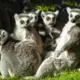 No romiešu dēmoniem līdz zudušām zemēm: lemuru noslēpumainā izcelsme un ģeoloģiskā saikne
