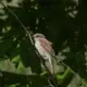 Noslēpumainā Brūnā Čakste: Kā Tās Sauciens Kļuva par Vārdu un Kāpēc Tā Ir Jāglābj?