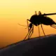 Odu "Krīze" Latvijā: Kāpēc Asinssūcēju ir Tik Daudz un Kāpēc Entomologs Kodumus Dēvē par... Veselīgiem?