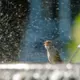Rīga Karstumā Pārspēj 105 Gadus Senu Rekordu: Svelme Līdz +32,4°C Šokē Galvaspilsētu