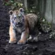 Rīgas Zoodārzs Aicina Balsot par Tīģerēnu Vārdiem: Dāvini Cerību un Atbalsti Reto Amūras Tīģeru Sugas Nākotni