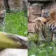 Rīgas zoodārza tīģerēnu meitenes ieguvušas vārdus – Safīra un Auguste