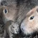 Rīgas zooloģiskajā dārzā sagaidīts ilgi gaidītais kapibaru mazulis