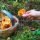 Rudens sākumā modrība: kā sēņošana un pastaigas mežā var beigties ar ērču uzbrukumu?