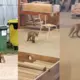 Saimnieko kā pa savu alu: kokapstrādes ceham Jēkabpilī četri neparasti "apsargi"