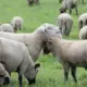 Sestdiena Latvijā nes vasarīgu veldzi: nokrišņi pierimst, gaiss iesilst līdz +24 grādiem