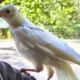 Sniegbaltais Brīnums: Liepājas Vārnulēns Eko Atrod Drošu Patvērumu Rīgas Zoodārzā