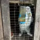 Šokējošais Stāsts no Ķekavas Mini Zoo: Necilvēcīgie Apstākļi Liek Apšaubīt Dzīvnieku Labturību Latvijā