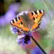 Spārnotais Saulgriežu Brīnums: Aicina Vērot Dienastauriņus Slīteres Nacionālajā Parkā Kopā ar Entomologu