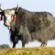 Tibetas hibrīds: dzo un dzomo – izdzīvošanas stratēģija mainīgajā klimatā