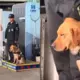 VIDEO: Saguris, bet varonīgs – policijas suns Ķīnā kļūst par interneta zvaigzni un atgādina par dienesta dzīvnieku nenovērtējamo darbu un vajadzību pēc atpūtas
