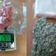 Valsts policijas Vērienīgais Ķēriens: Apturēti 14 Narkotiku Sūtījumi Rīgā, Atsavināts MDMA, Marihuāna un Iespējams Kokaīns
