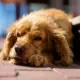 Vasaras spalvu maiņa suņiem: kad meklēt veterinārārsta palīdzību?